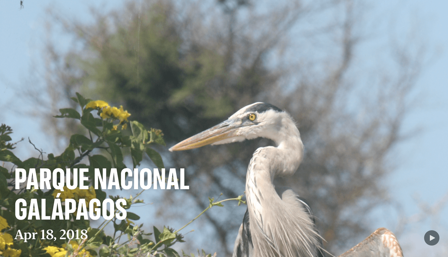 galapagos
